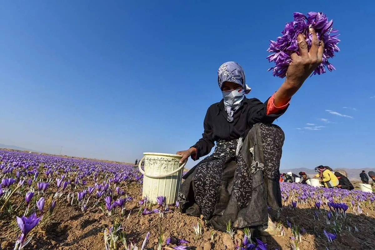 تصاویر؛ برداشت طلای سرخ قائنات