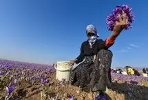 تصاویر؛ برداشت طلای سرخ قائنات