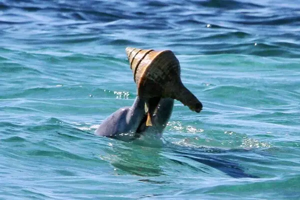  تاکتیک هوشمندانه دلفین‌ها برای به دام انداختن شکار