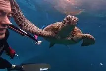 سیلی غیرمنتظره لاک‌پشت به غواص!