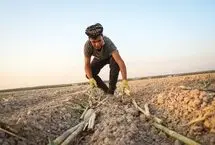 تصاویر؛ کشت نیشکر در خوزستان