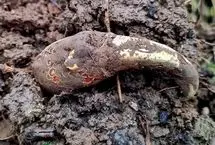 مهم‌ترین گنج‌های بریتانیا در سال 2024