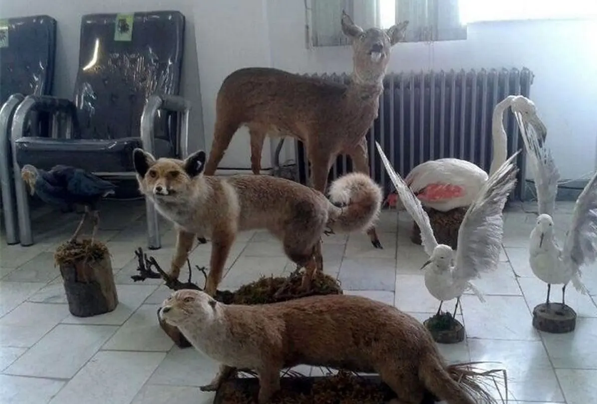 کشف ۲۱ تاکسیدرمی حیوانات وحشی در تهران