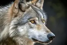 هوش عجیب یک گرگ که جهان را به حیرت انداخت