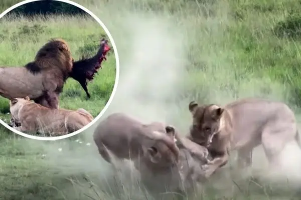 شیرهای گرسنه یک گراز را از هم دریدند