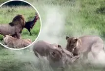 شیرهای گرسنه یک گراز را از هم دریدند