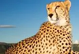 ببینید؛ راز طول عمر استثنایی یک یوزپلنگ ماده 