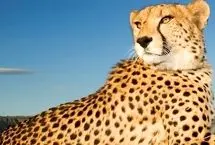 ببینید؛ راز طول عمر استثنایی یک یوزپلنگ ماده 