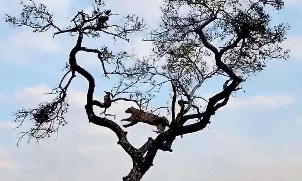 پلنگ در دام بازی میمون روی شاخه‌های درخت