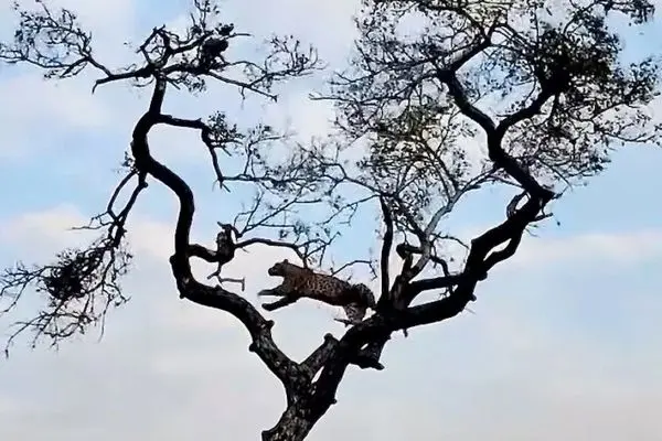 پلنگ در دام بازی میمون روی شاخه‌های درخت