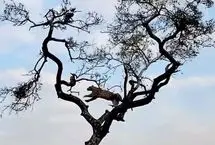 پلنگ در دام بازی میمون روی شاخه‌های درخت