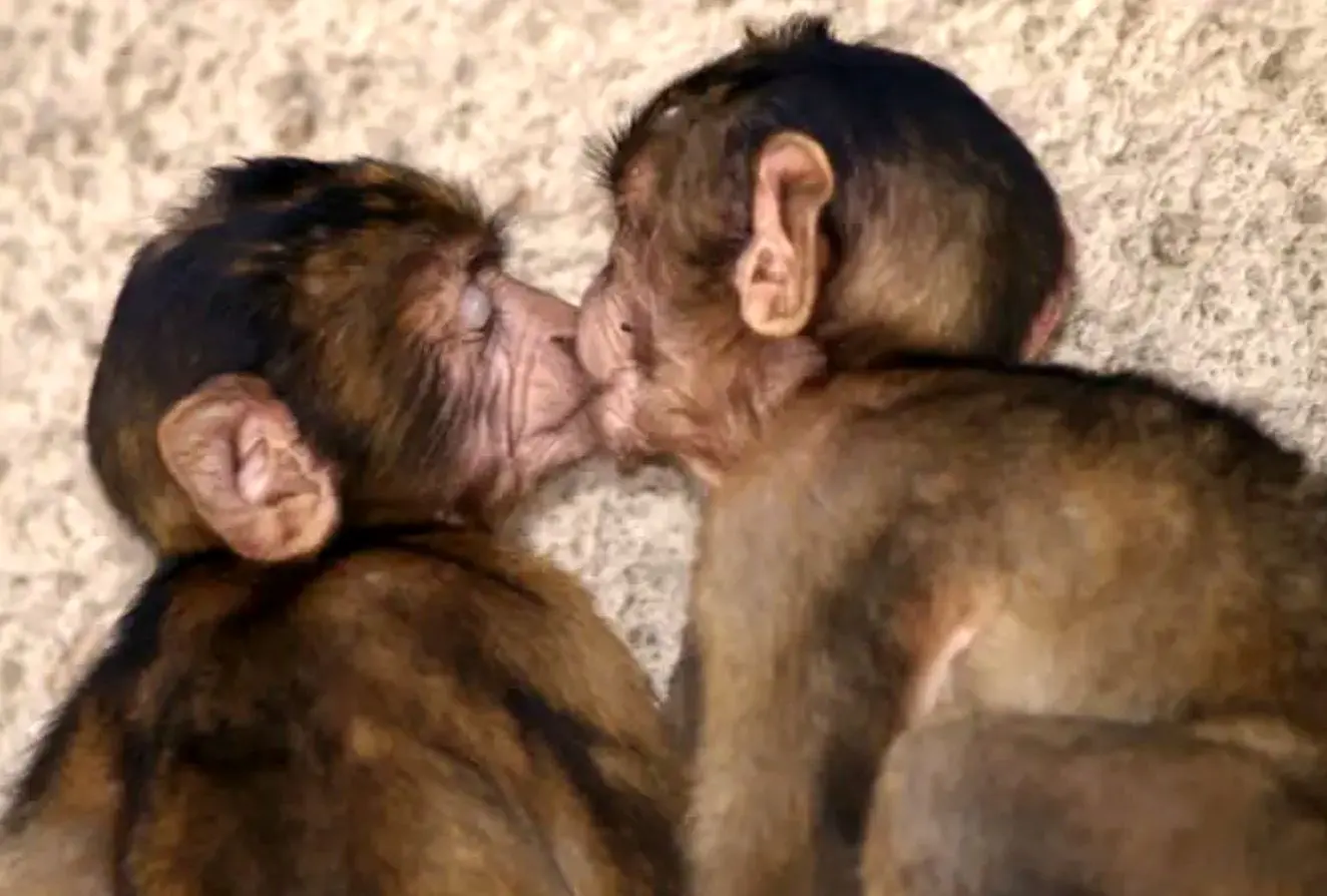 اولین بوسه تاریخ کی رخ داد؟