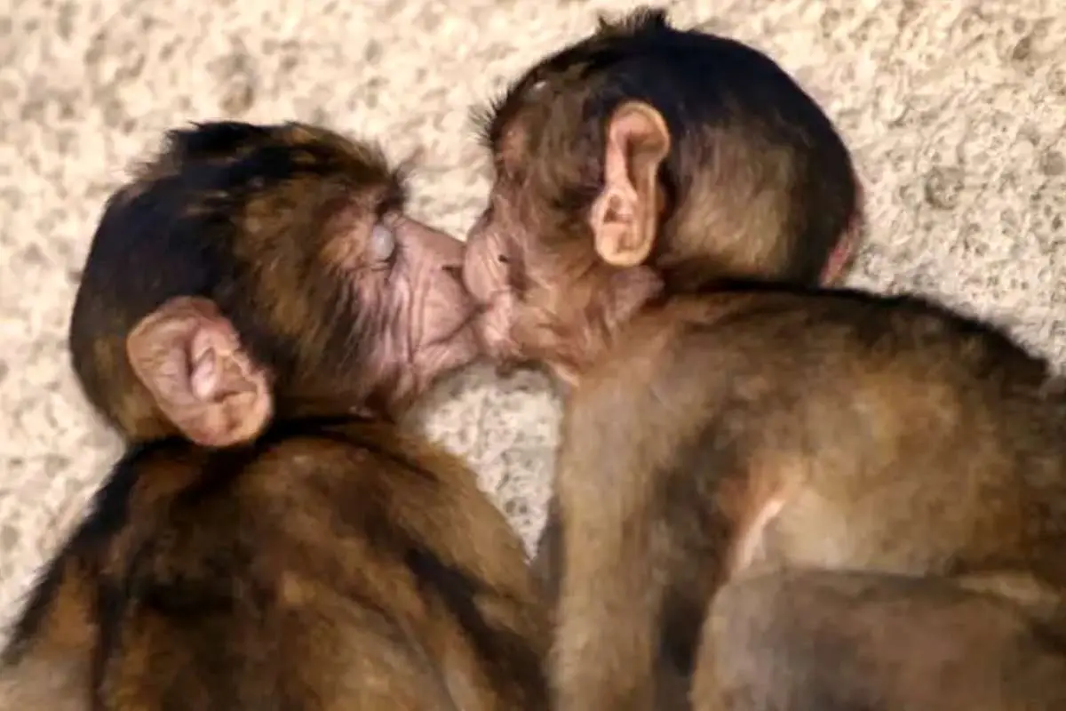 اولین بوسه تاریخ کی رخ داد؟