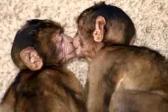 اولین بوسه تاریخ کی رخ داد؟