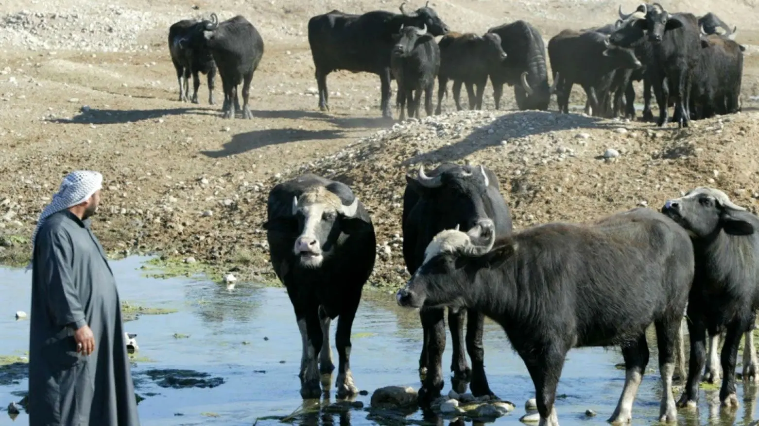 لحظه مرگ دو گاو بر اثر برق گرفتگی در خیابان