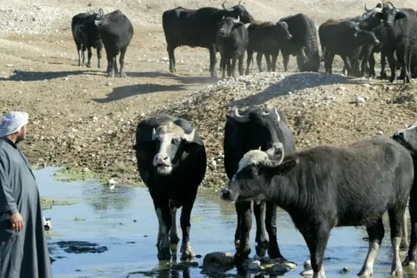 لحظه مرگ دو گاو بر اثر برق گرفتگی در خیابان