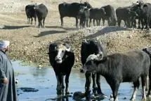 لحظه مرگ دو گاو بر اثر برق گرفتگی در خیابان