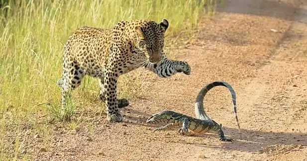 نبرد تماشایی پلنگ و بزمجه؛ وقتی طعمه ورق را برمی‌گرداند