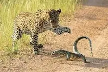 نبرد تماشایی پلنگ و بزمجه؛ وقتی طعمه ورق را برمی‌گرداند