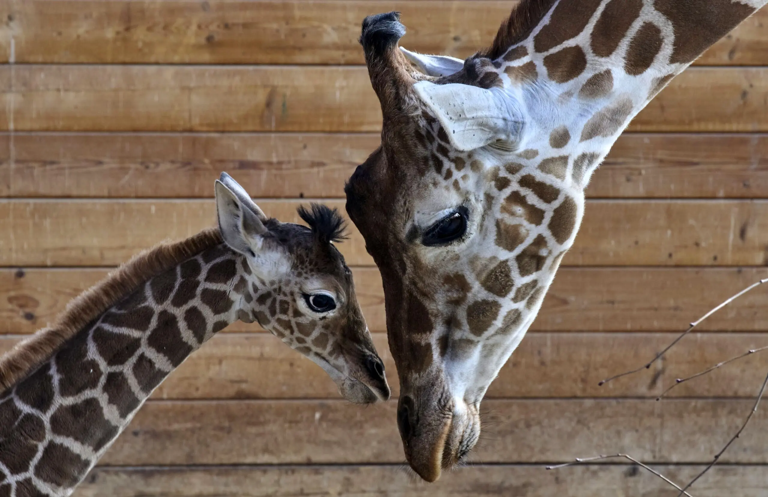 تصمیم سخت زرافه مادر؛ بقا بر غریزه مادری غلبه کرد
