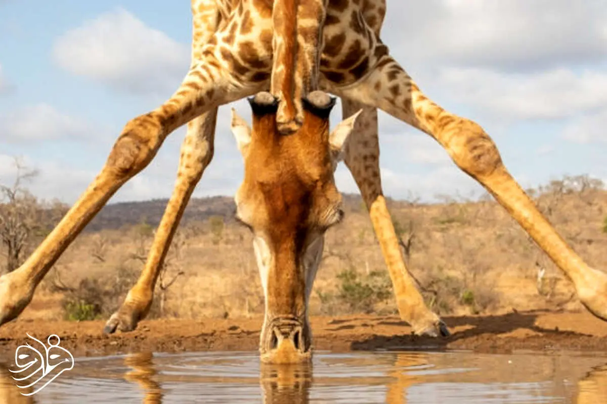 چرا زرافه‌ها این‌قدر قد بلند هستند؟!