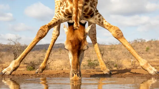 چرا زرافه‌ها این‌قدر قد بلند هستند؟!