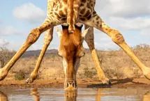 چرا زرافه‌ها این‌قدر قد بلند هستند؟!