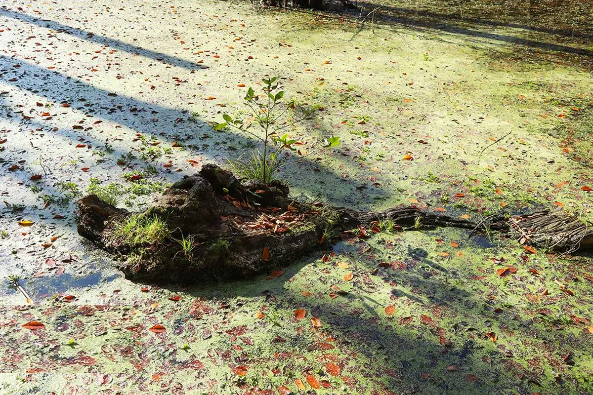 تصاویر؛ پاییز «مرداب دِریوک» کلاردشت