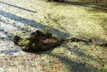 تصاویر؛ پاییز «مرداب دِریوک» کلاردشت