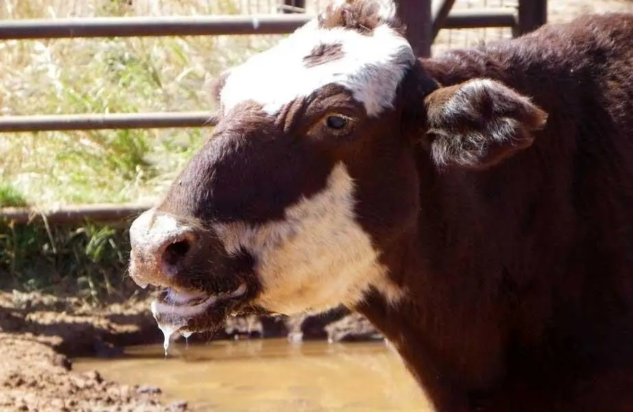 تب برفکی چیست و آیا برای انسان خطرناک است؟