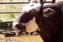 تب برفکی چیست و آیا برای انسان خطرناک است؟