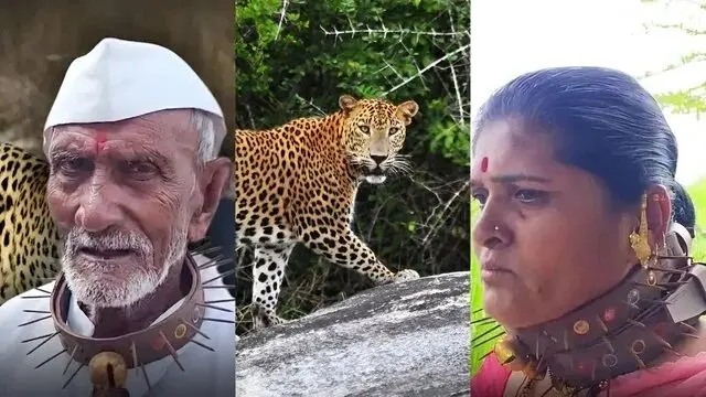اهالی این روستا برای مقابله با حمله پلنگ‌ها قلاده‌های خاردار می‌پوشند