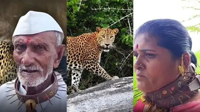 اهالی این روستا برای مقابله با حمله پلنگ‌ها قلاده‌های خاردار می‌پوشند