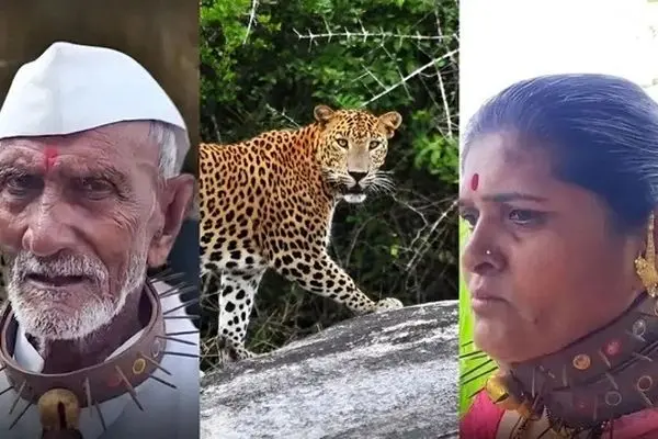 اهالی این روستا برای مقابله با حمله پلنگ‌ها قلاده‌های خاردار می‌پوشند