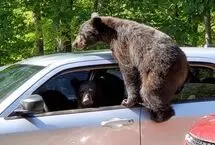 سرقت خرس‌ از یک خودروی پارک‌شده