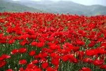 تصاویر؛ شقایق‌های وحشی ارسباران