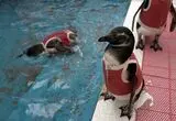 پنگوئن‌ها با لباس‌های ویژه پس از عمل جراحی