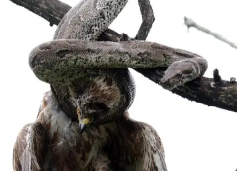 مار پیتون یک سارگپه را اعدام کرد!