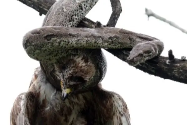 مار پیتون یک سارگپه را اعدام کرد!