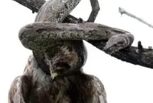 مار پیتون یک سارگپه را اعدام کرد!