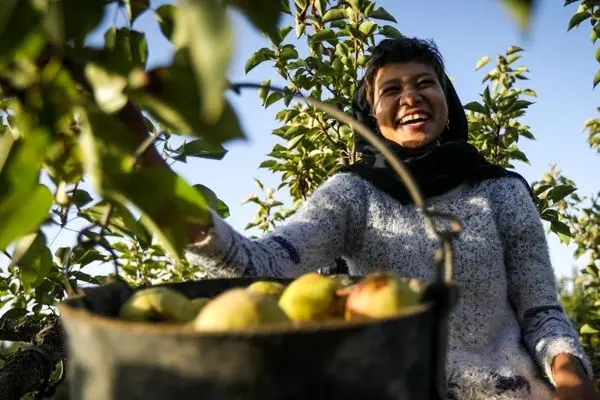 تصاویر؛ برداشت گلابی در باغات چناران
