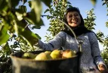 تصاویر؛ برداشت گلابی در باغات چناران