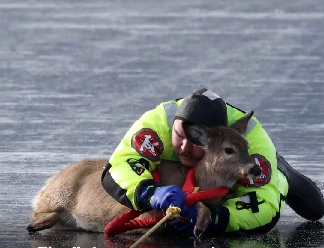 نجات یک گوزن از سطح یخ‌زده دریاچه‌ای در واشنگتن