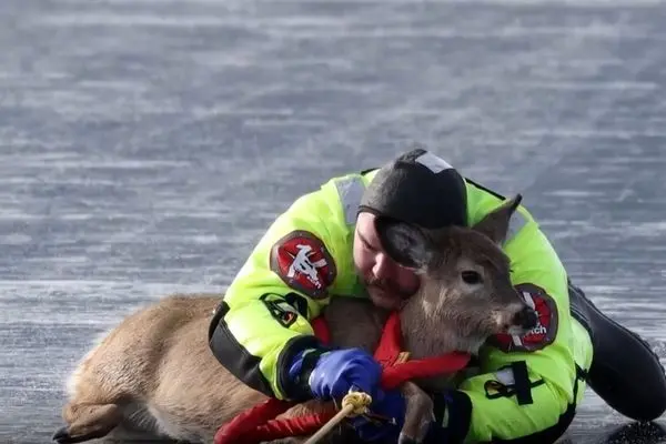 نجات یک گوزن از سطح یخ‌زده دریاچه‌ای در واشنگتن