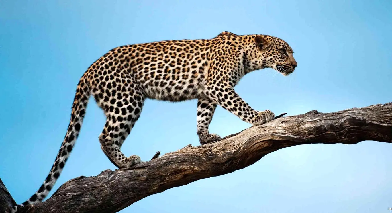 ببینید؛ شبیخون پلنگ به آغل گوسفندان