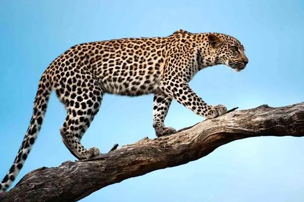 ببینید؛ شبیخون پلنگ به آغل گوسفندان