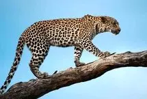 ببینید؛ شبیخون پلنگ به آغل گوسفندان