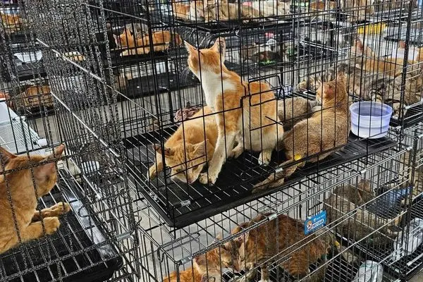 نجات ۴۰۰ گربه ربوده شده برای مصرف خوراکی