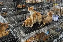 نجات ۴۰۰ گربه ربوده شده برای مصرف خوراکی
