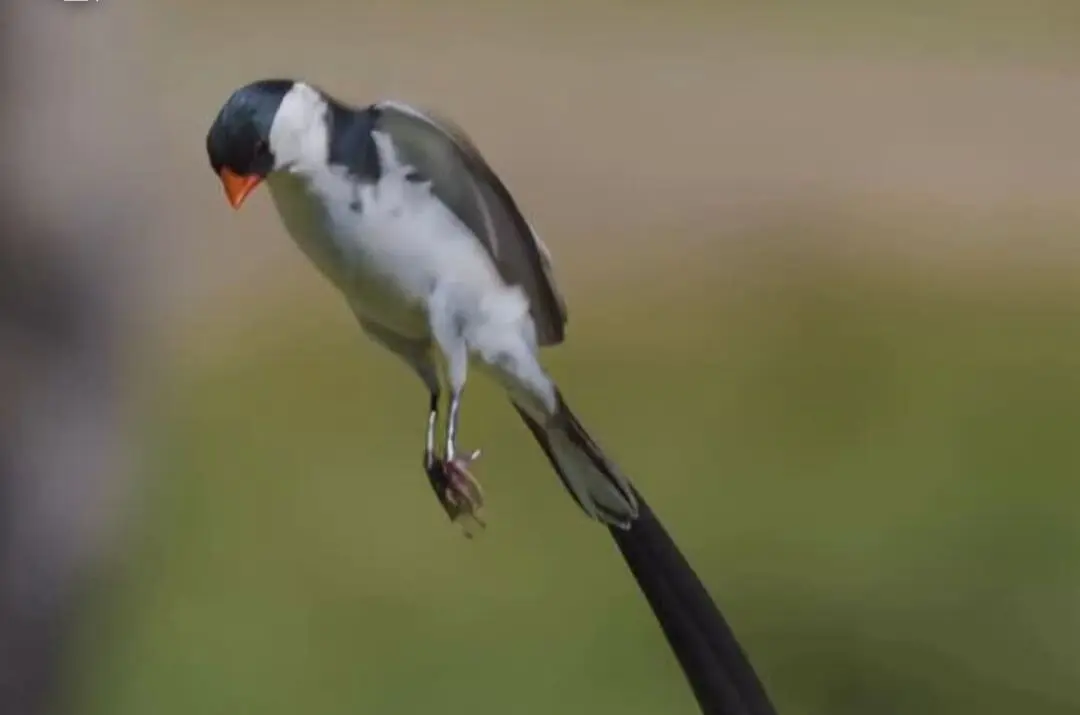 جذب جفت با رقصی زیبا